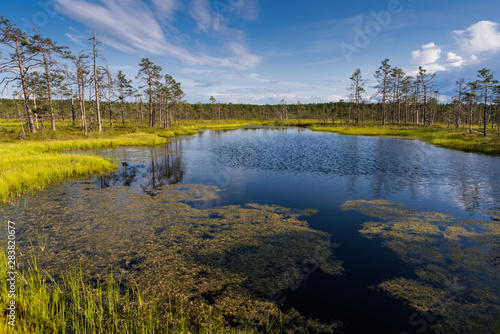 Fotografia Viru bog in Lahemaa National Park; Estonia