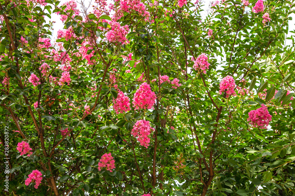 Pink flowers of lagerstroemia or Indian lilac