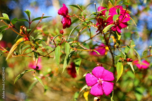 Green leaves branch in sunny day with dark pink flowers.