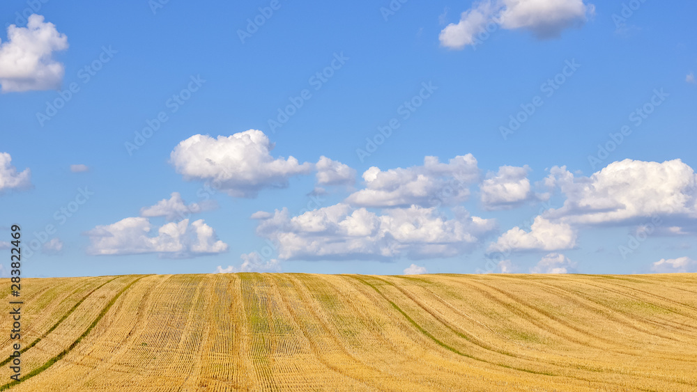 Big yellow agricultural field after harvesting, with blue sky and clouds. Agricultural concept.