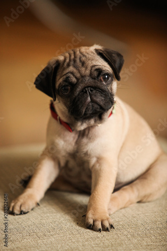Little, cute pug puppy with red collar portrait. © Mykola Romanovsky