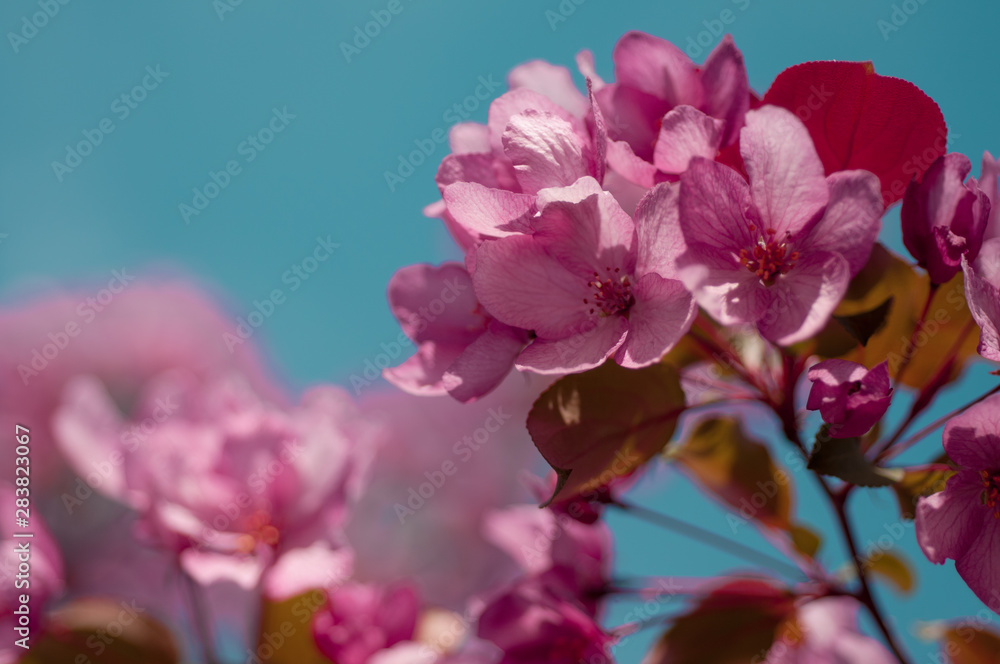 Obraz premium blooming cherry on a blue sky