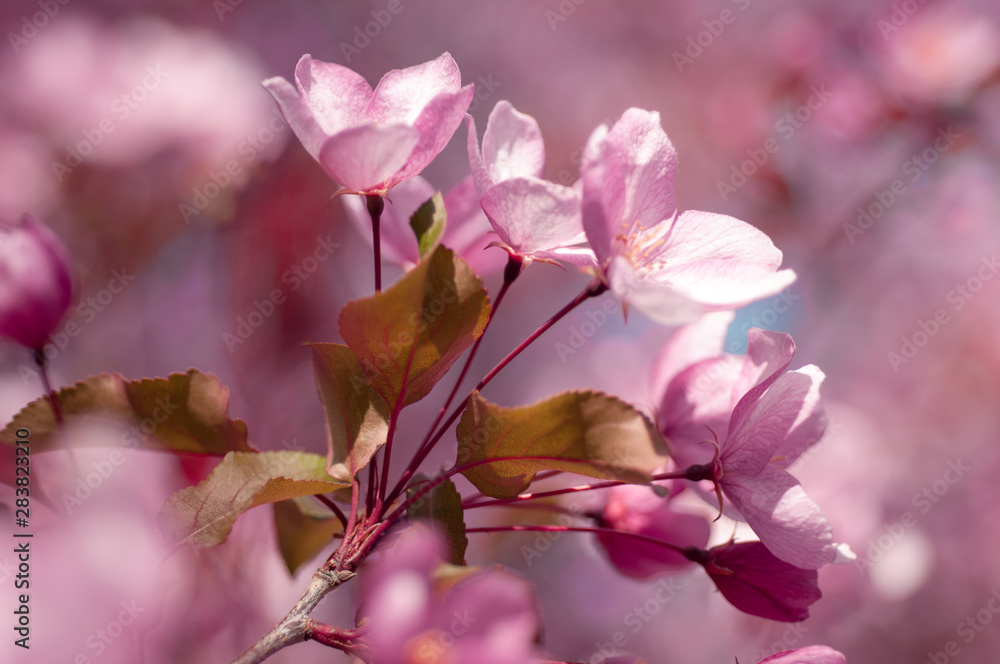 Obraz premium blooming cherry