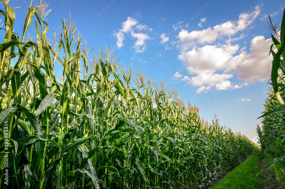 Fototapeta premium Close up of corn or maize field at sunset. Agricultural concept.