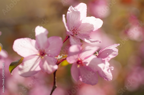 blooming cherry