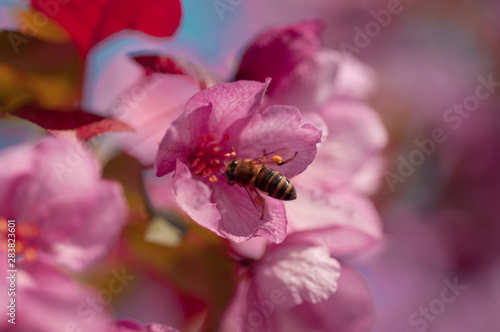 Cherry flower with bee