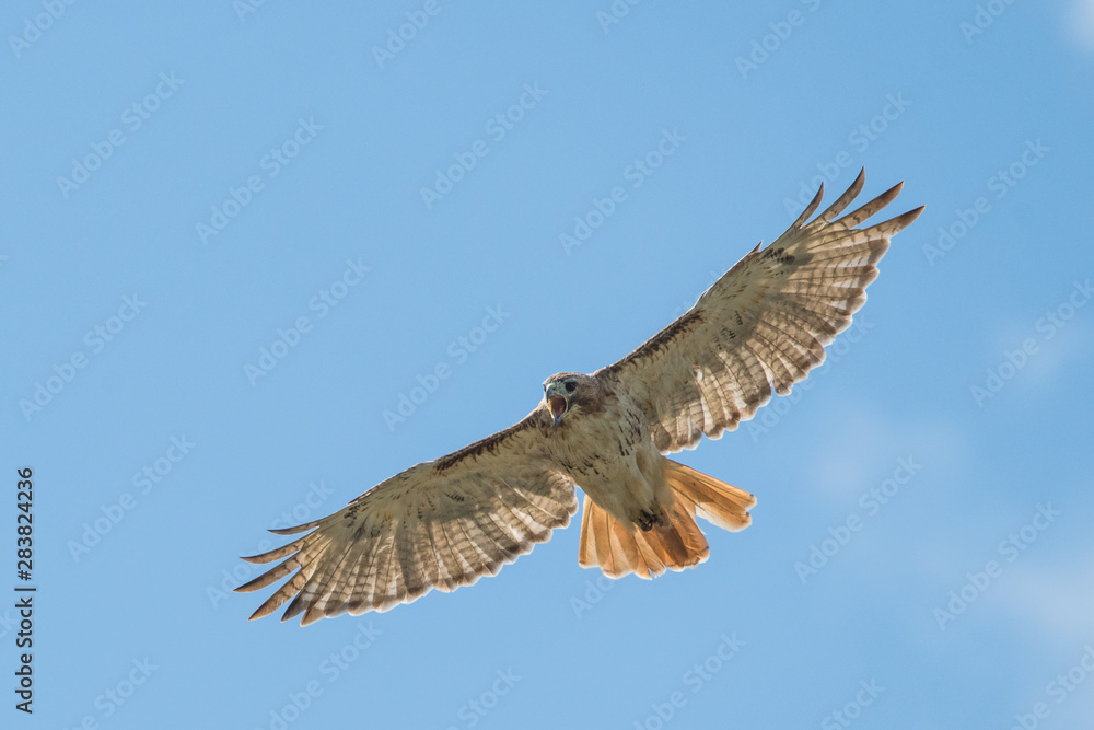 Obraz premium red tail hawk in flight