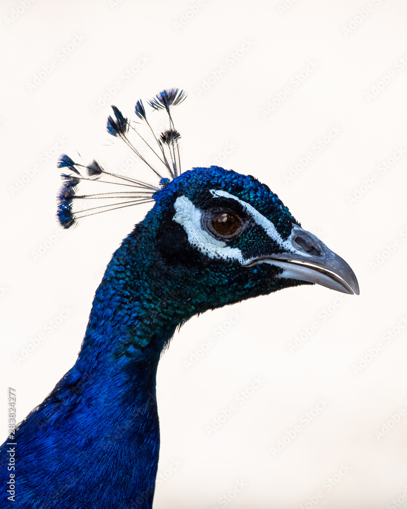 portrait of a peacock