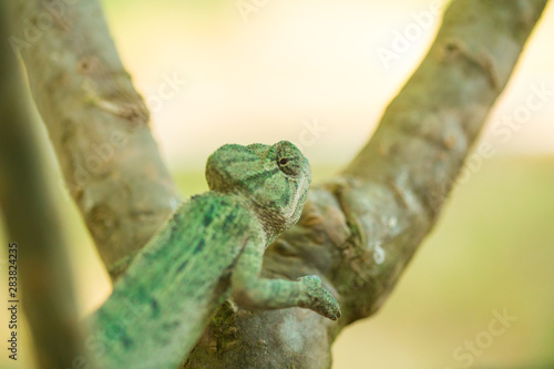 closeup of a chameleon in it's natural habitat 