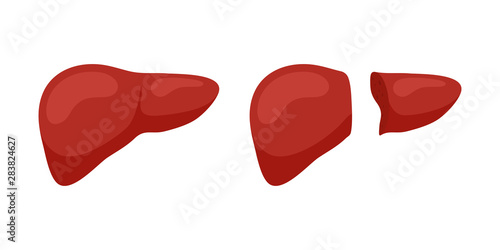 Living donor right lobe liver transplantation concept. Human exocrine gland organ transplant concept. Vector flat illustration