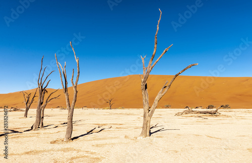 Dead Trees against against the red backdrop of the towering sand dunes of Namibia's Deadvlei photo