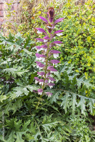 Acanthus spinosus tall herbaceous perennial flowering plant in a garden.