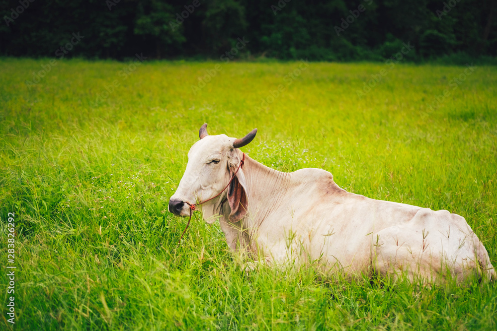 cow in field thailand cow in field thailand