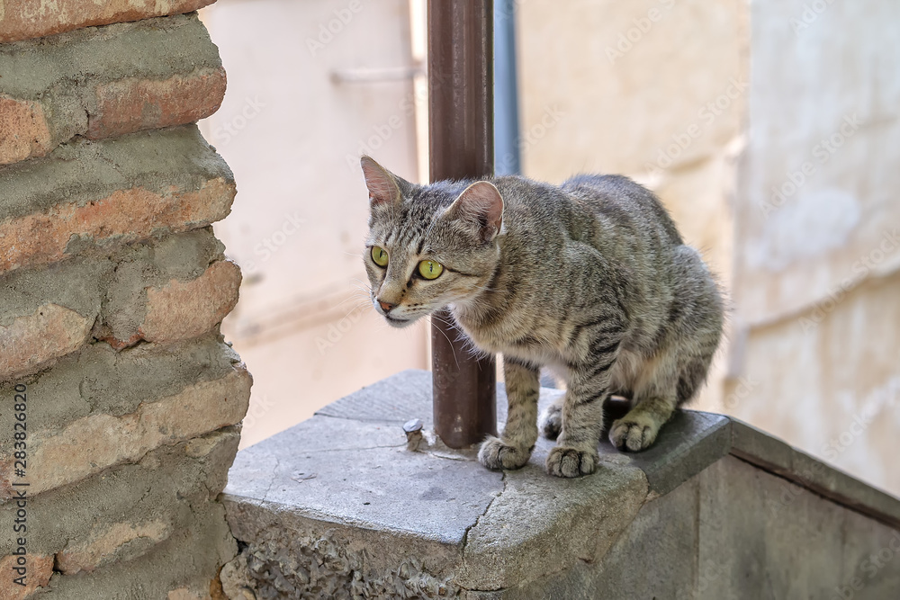 Obraz premium Gray cat closely monitors prey