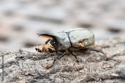 グラントシロカブト