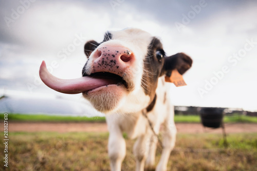 Foto happy calf tongue