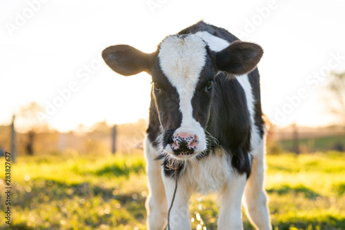 Print op canvas young calf portrait on the paddock
