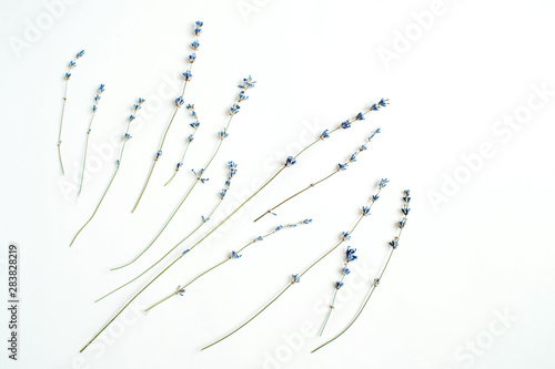 Lavender dried flowers on white background top view. Abstract background