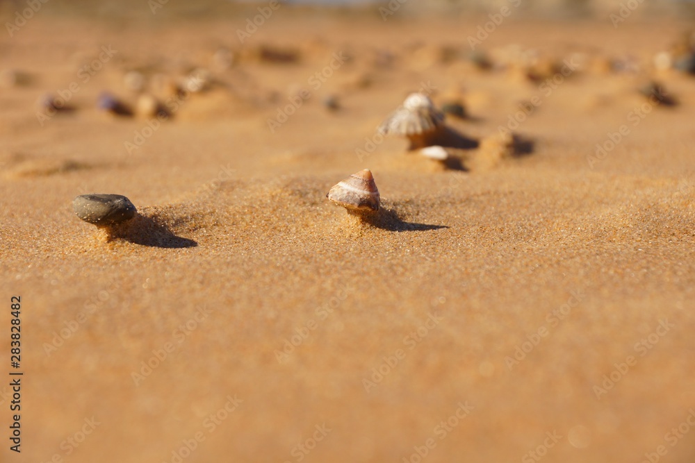 Shells on a beach during high winds Shells on a beach during high winds