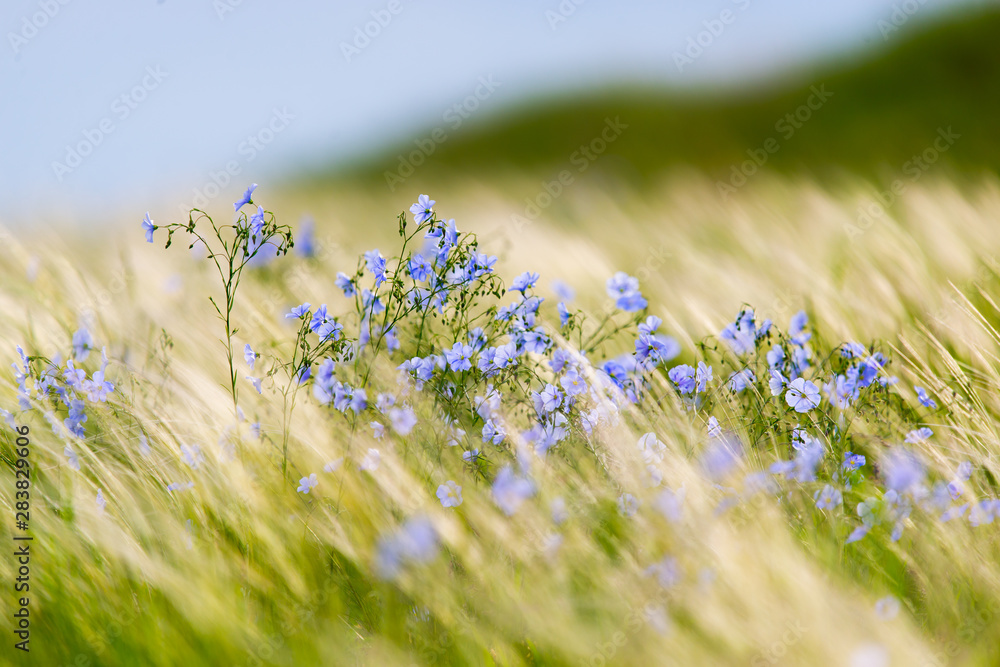 Bright delicate blue flower of ornamental flower of flax and its shoot against complex background. Flowers of decorative flax. Agricultural field of flax technical culture in stage of active flowering - obrazy, fototapety, plakaty 