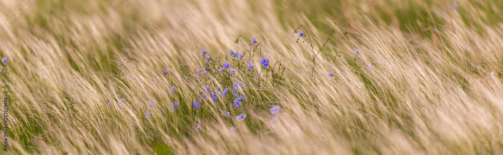 Flax plant on field in wild nature