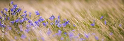 Bright delicate blue flower of ornamental flower of flax and its shoot against complex background. Flowers of decorative flax. Agricultural field of flax technical culture in stage of active flowering photo