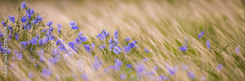 Obraz na płótnie Bright delicate blue flower of ornamental flower of flax and its shoot against complex background. Flowers of decorative flax. Agricultural field of flax technical culture in stage of active flowering w salonie