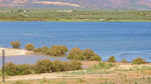 Blue waters lagoon surrounded by olive groves, farms and cropfields. Natural reserve for aquatic birds and other wild animals in southern Europe, at summer. Beautiful landscape of Andalusian wetland.