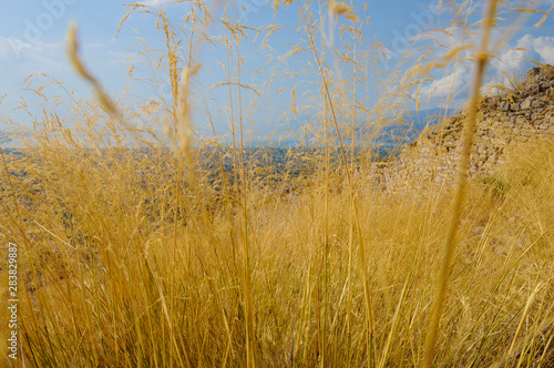 dry grass and sky