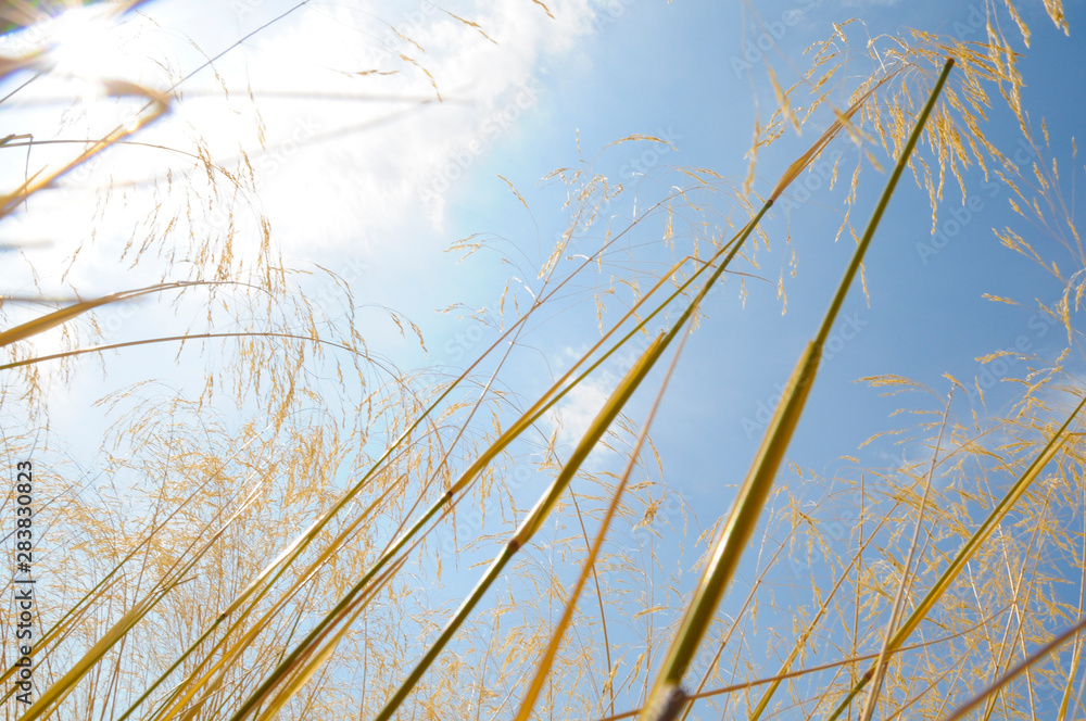 dry grass and sky dry grass and sky