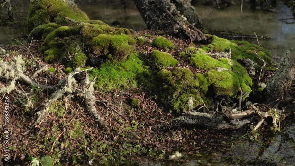 LOCKED OFF View Of Base Of Tree With Moss In A Swamp, Close Up LOCKED OFF View Of Base Of Tree With Moss In A Swamp, Close Up