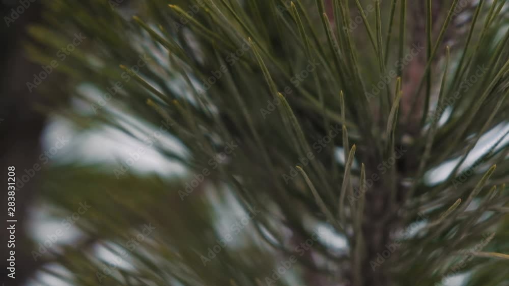 CLOSE UP Handheld View Of Pine Needles CLOSE UP Handheld View Of Pine Needles