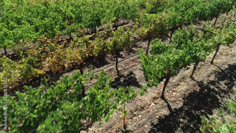 Winery Vineyard Drone Flyover Winery Vineyard Drone Flyover