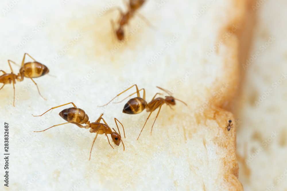 Anoplolepis gracilipes, yellow crazy ants, on .Sliced ​​bread,Concept for pest control and contaminate  food