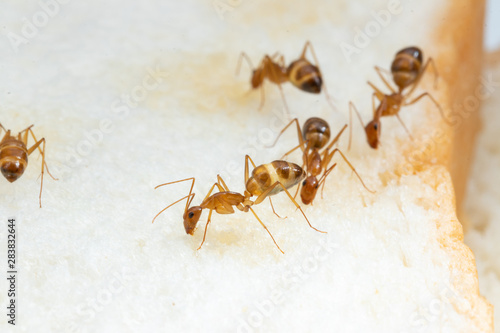 Anoplolepis gracilipes  yellow crazy ants  on .Sliced       bread Concept for pest control and contaminate  food