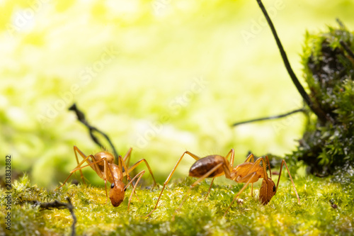 Anoplolepis gracilipes, yellow crazy ants, on mos plant,Concept for natural background