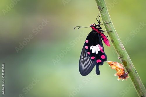 Foto Transformation of common rose butterfly emerging from cocoon, chrysalis
