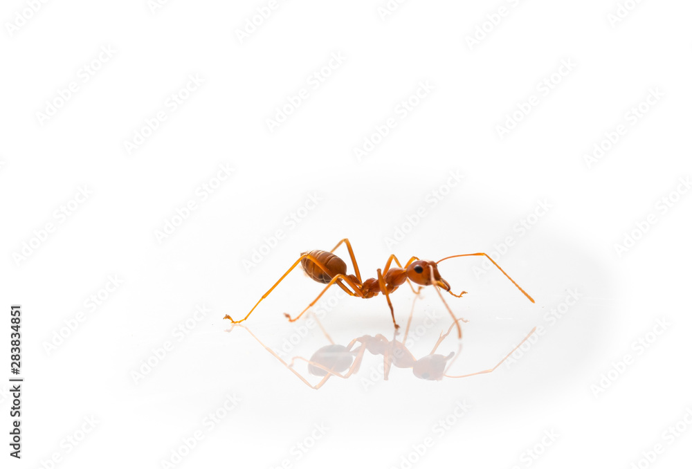 Ant action standing.Ants Work together isolate on white background