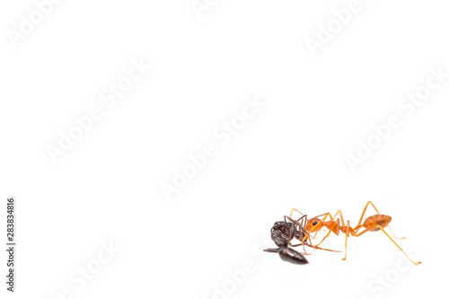 Ant action standing.Ants Work together isolate on white background