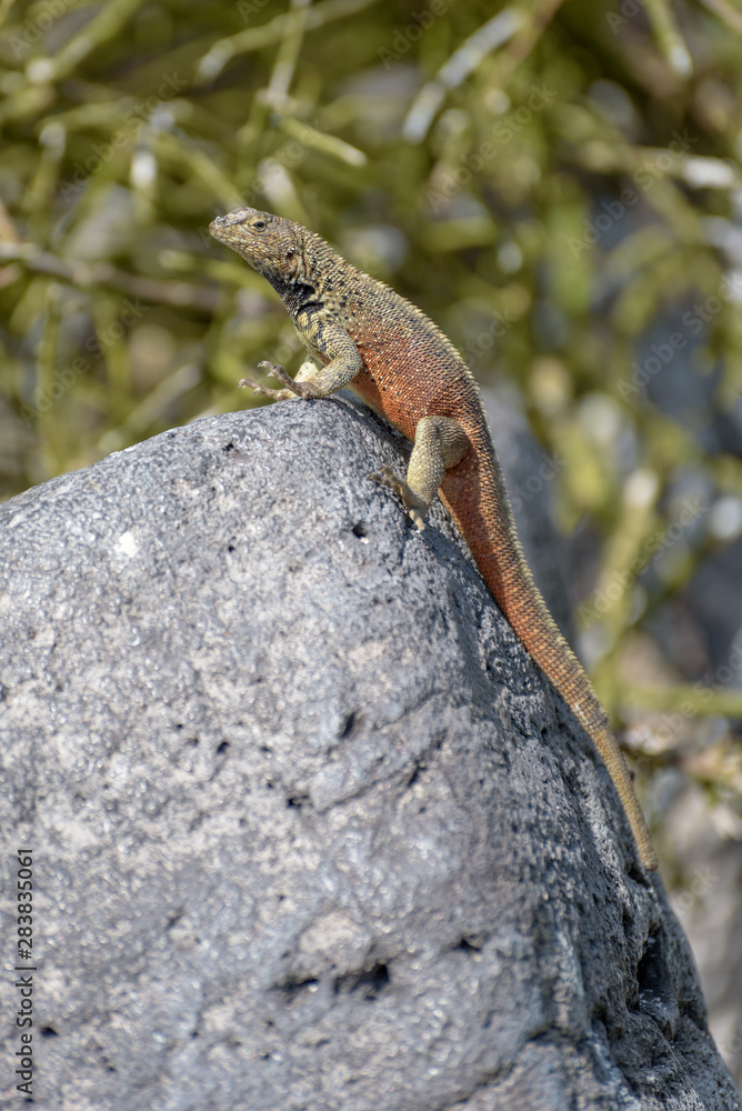 Male Hood lava lizard (Microlophus delanonis) on Suarez Point, Espanola Island, Galapagos National park, Ecuador, South America. The lizard is found only on Espanola Island. Male Hood lava lizard (Microlophus delanonis) on Suarez Point, Espanola Island, Galapagos National park, Ecuador, South America. The lizard is found only on Espanola Island.