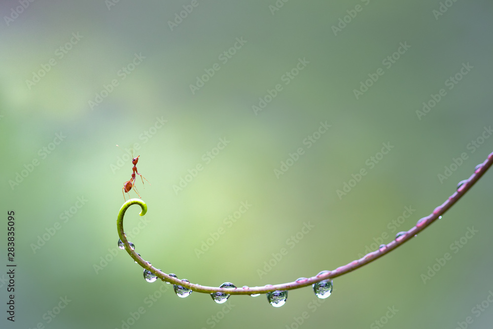 Αυτοκόλλητο Ant action standing on hand of plant with water drop