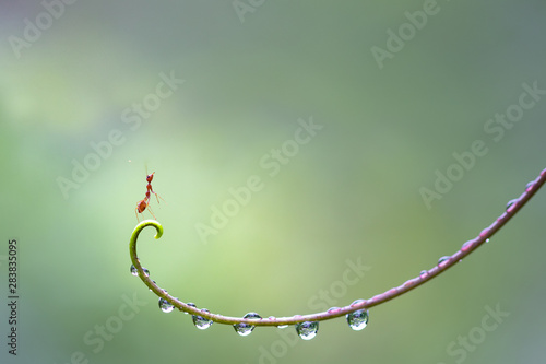 Fotografie Ant action standing on hand of plant with water drop