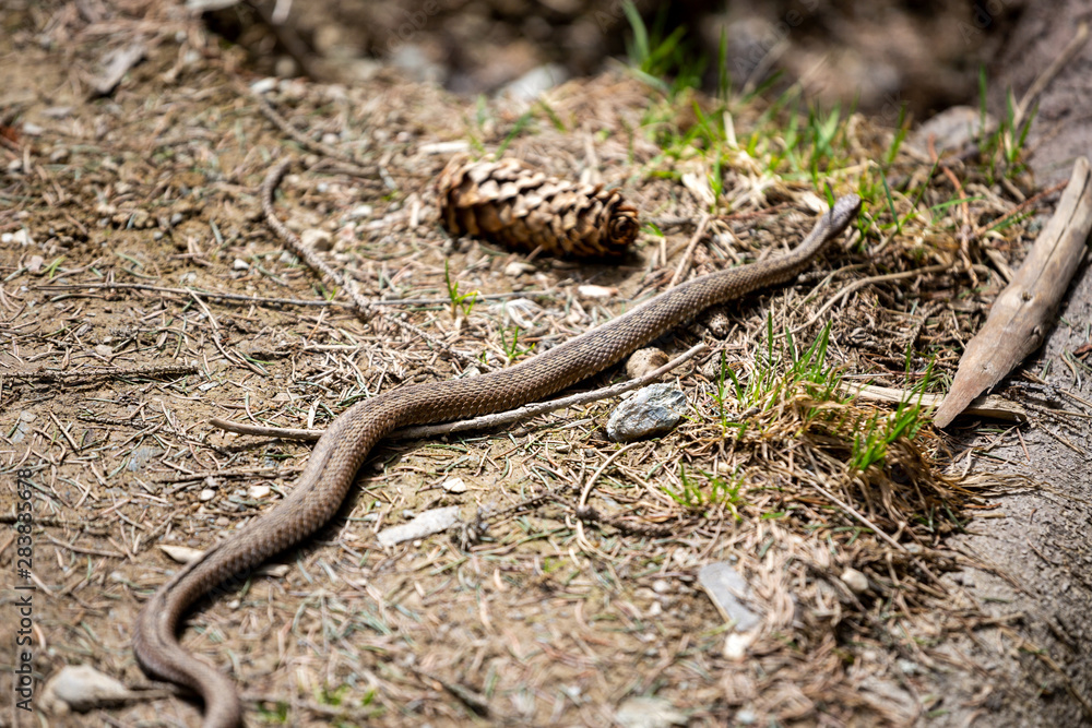 Fototapeta premium Vipera berus, common european adder