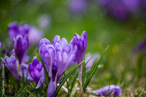 Crocus heuffelianus  beautiful flowers in the mountains