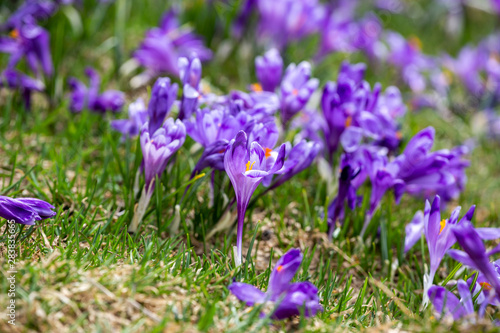 Crocus heuffelianus, beautiful flowers in the mountains