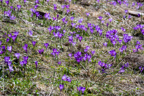 Crocus heuffelianus, beautiful flowers in the mountains