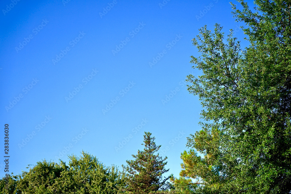 The blue sky and green tree The blue sky and green tree