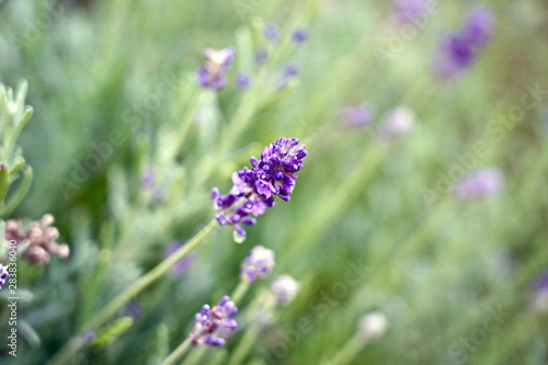 Lavender flower plant 