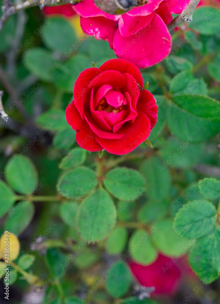 Red Rosa chinensis flower with green leaf Red Rosa chinensis flower with green leaf