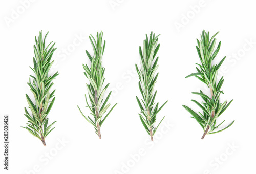 Rosemary isolated on white background, Top view. © watkung